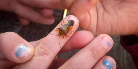 En bille på fingeren